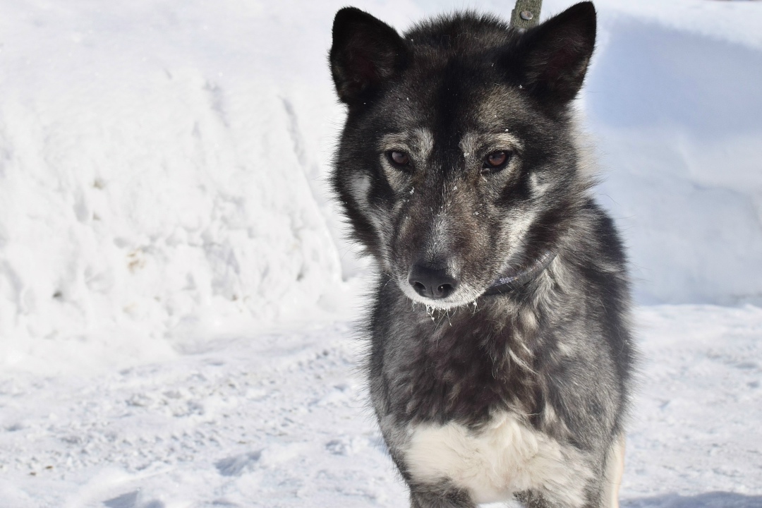 Пропала собака в Перми — фото объявления