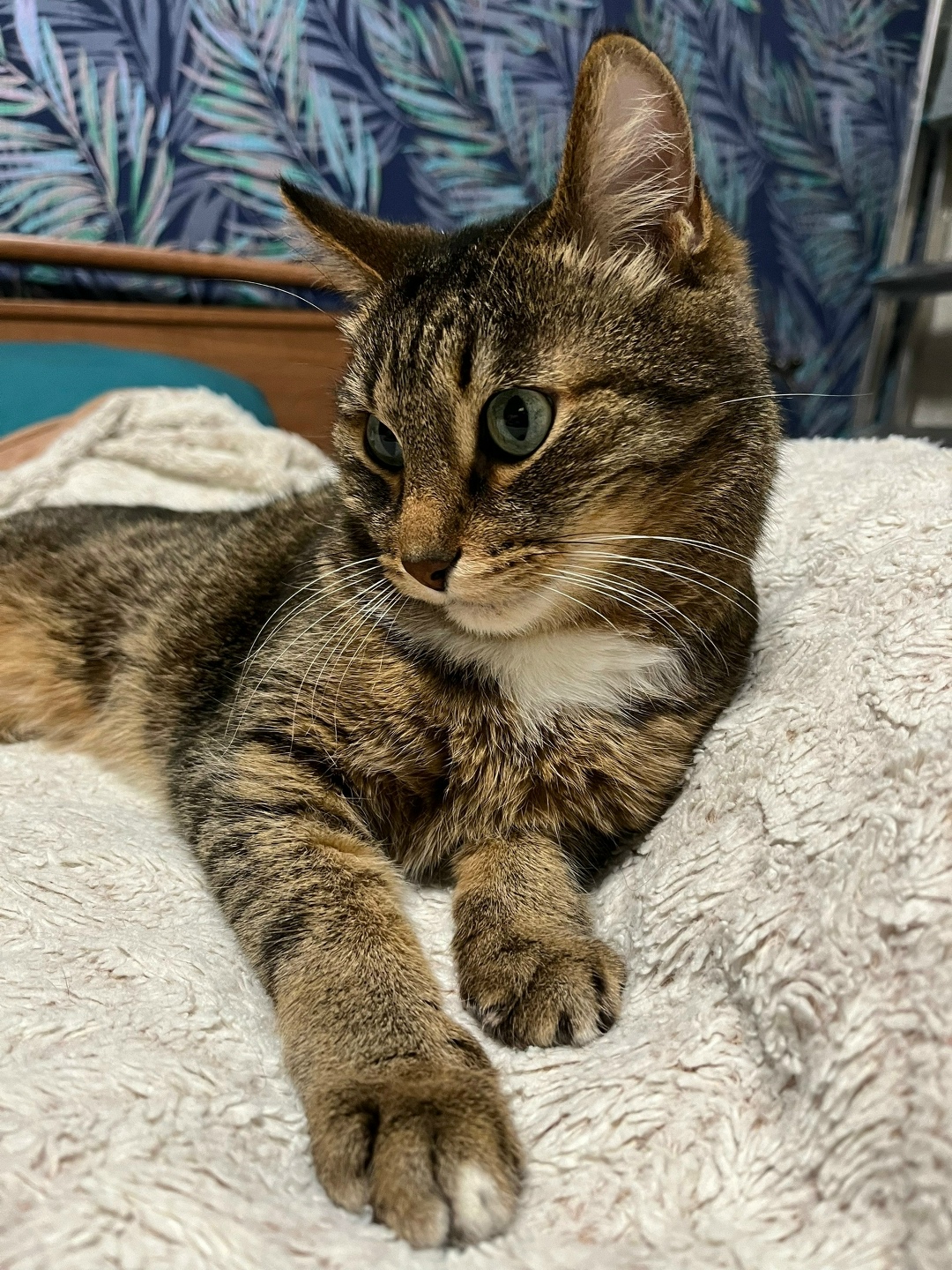 Пропала кошка в Перми — фото объявления