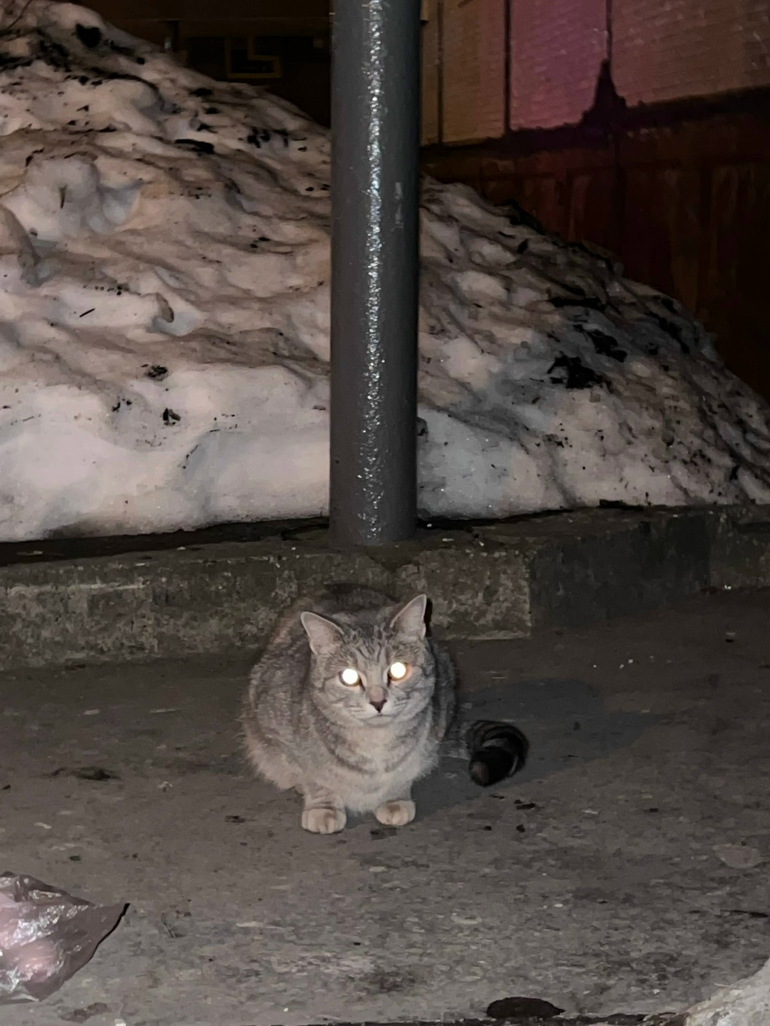 Найдена кошка в Перми — фото объявления