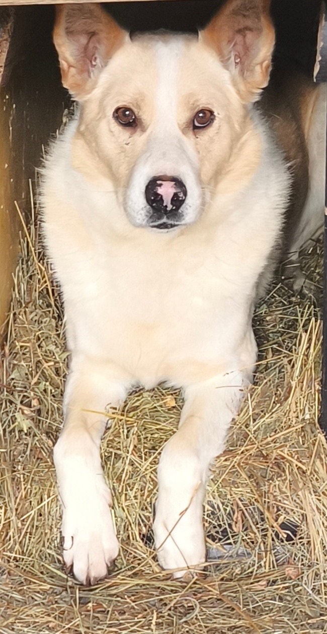 Пропала собака в Перми — фото объявления