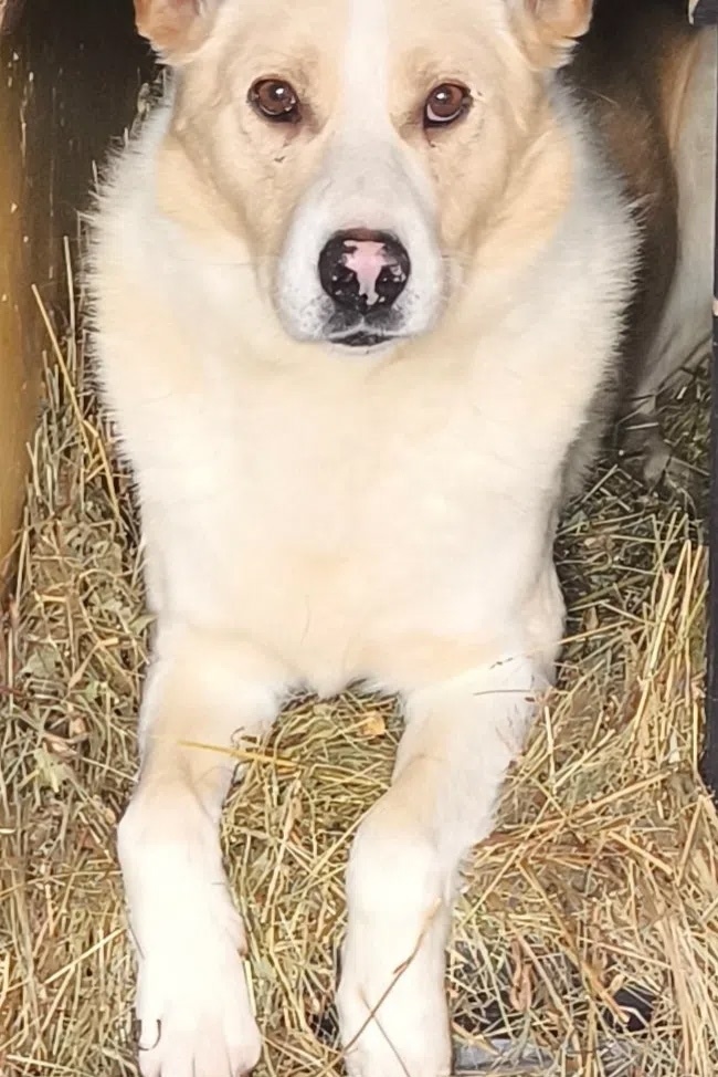 Пропала собака в Перми — фото объявления