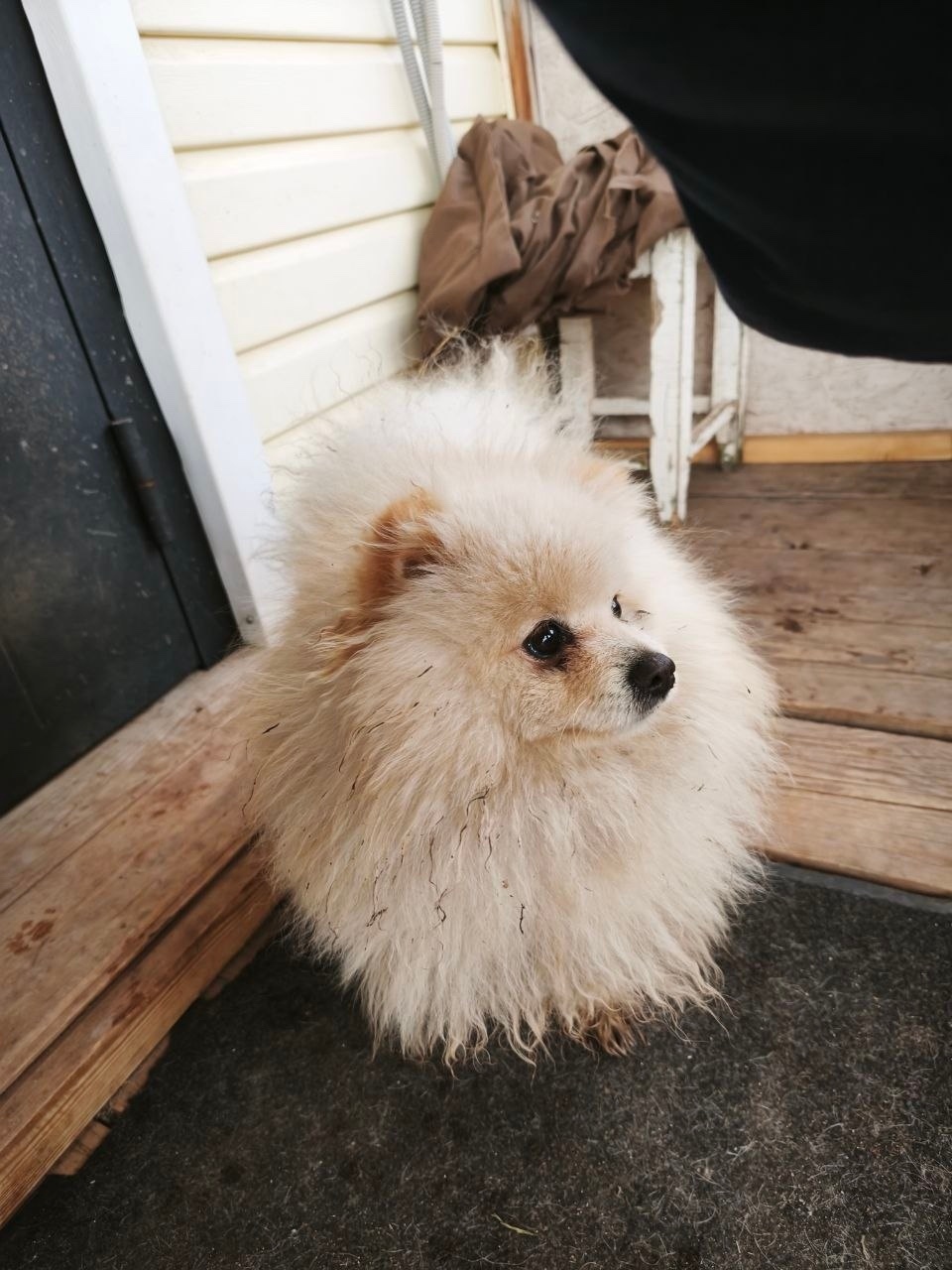 Пропала собака в Перми — фото объявления