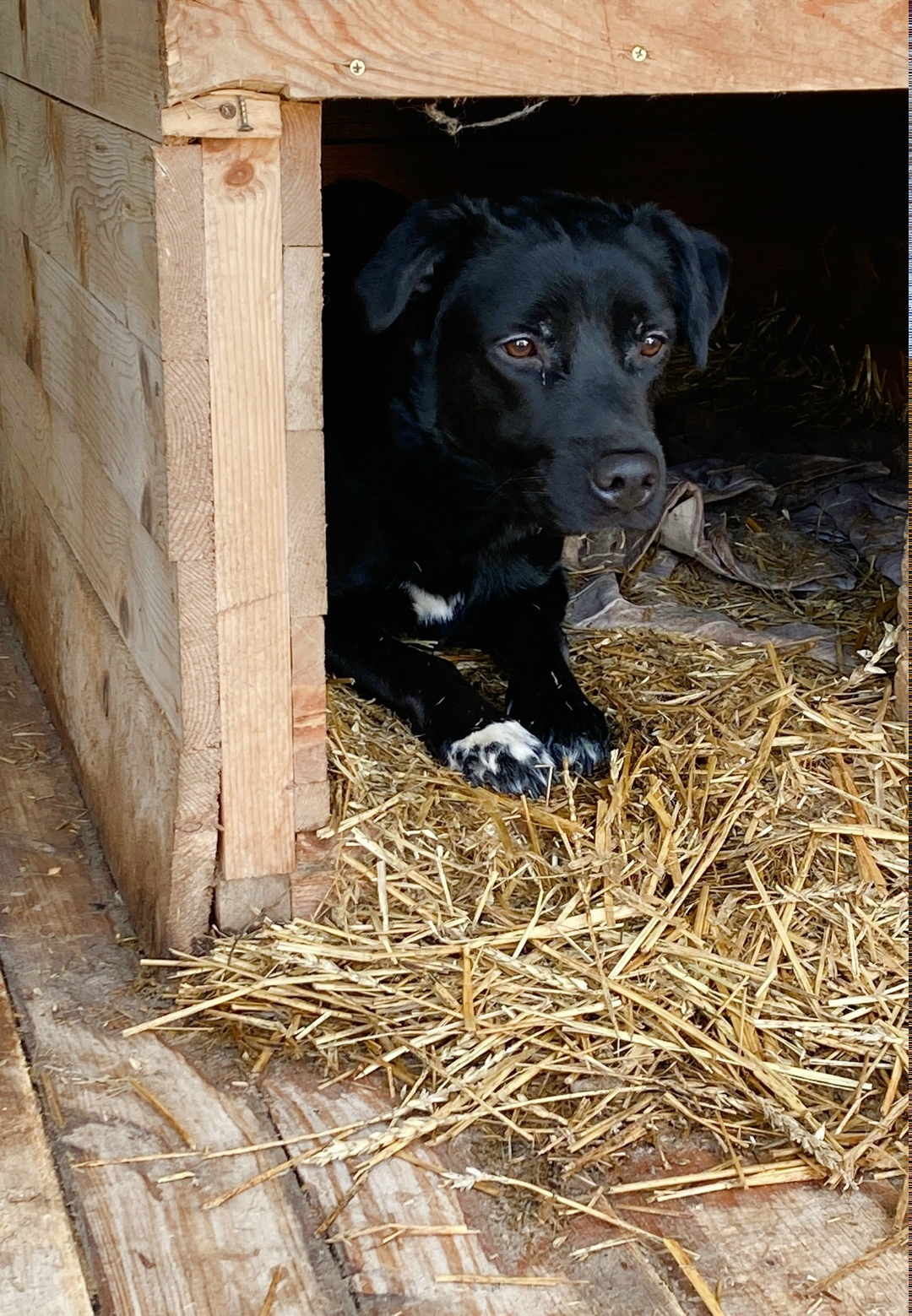 Пропала собака в Перми — фото объявления