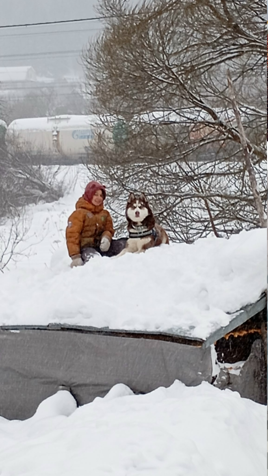 Пропала собака в Перми — фото объявления
