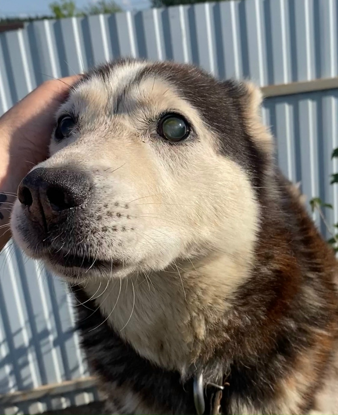Пропала собака в Перми — фото объявления