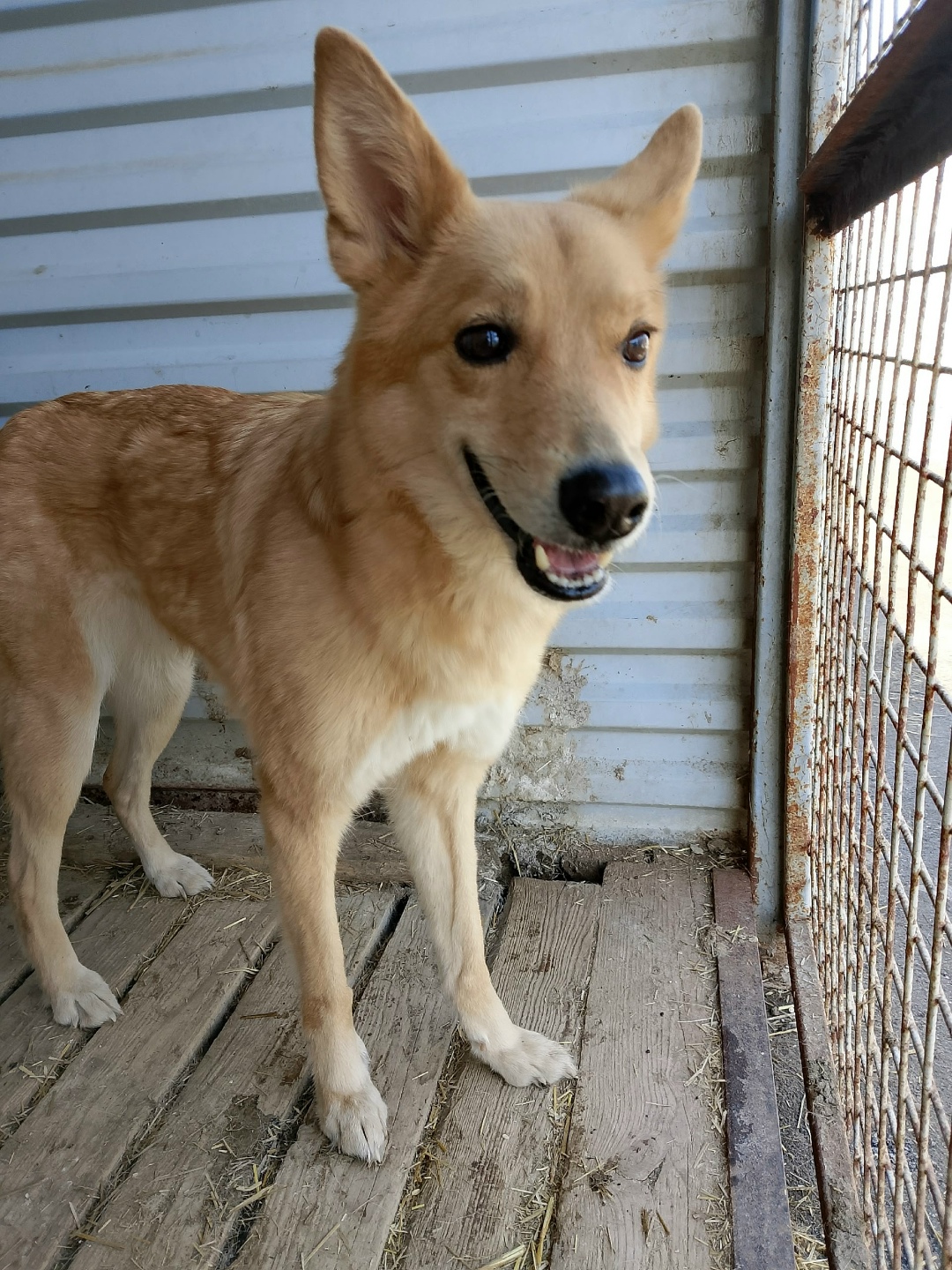 Пропала собака в Перми — фото объявления