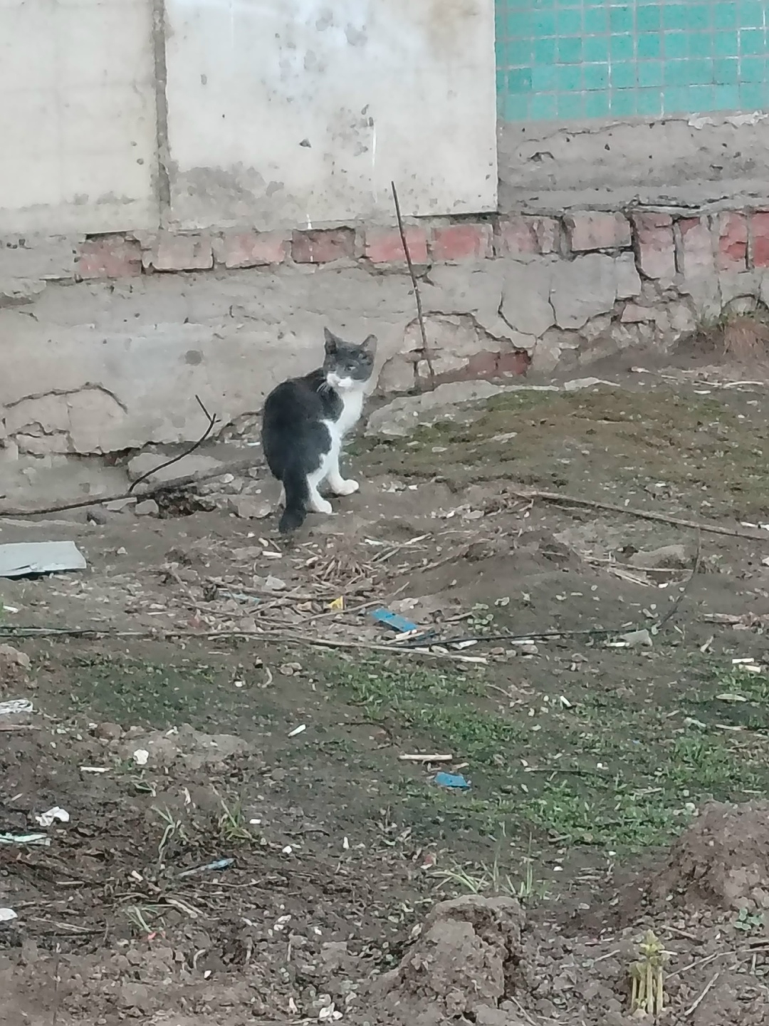 Пропала кошка в Перми — фото объявления