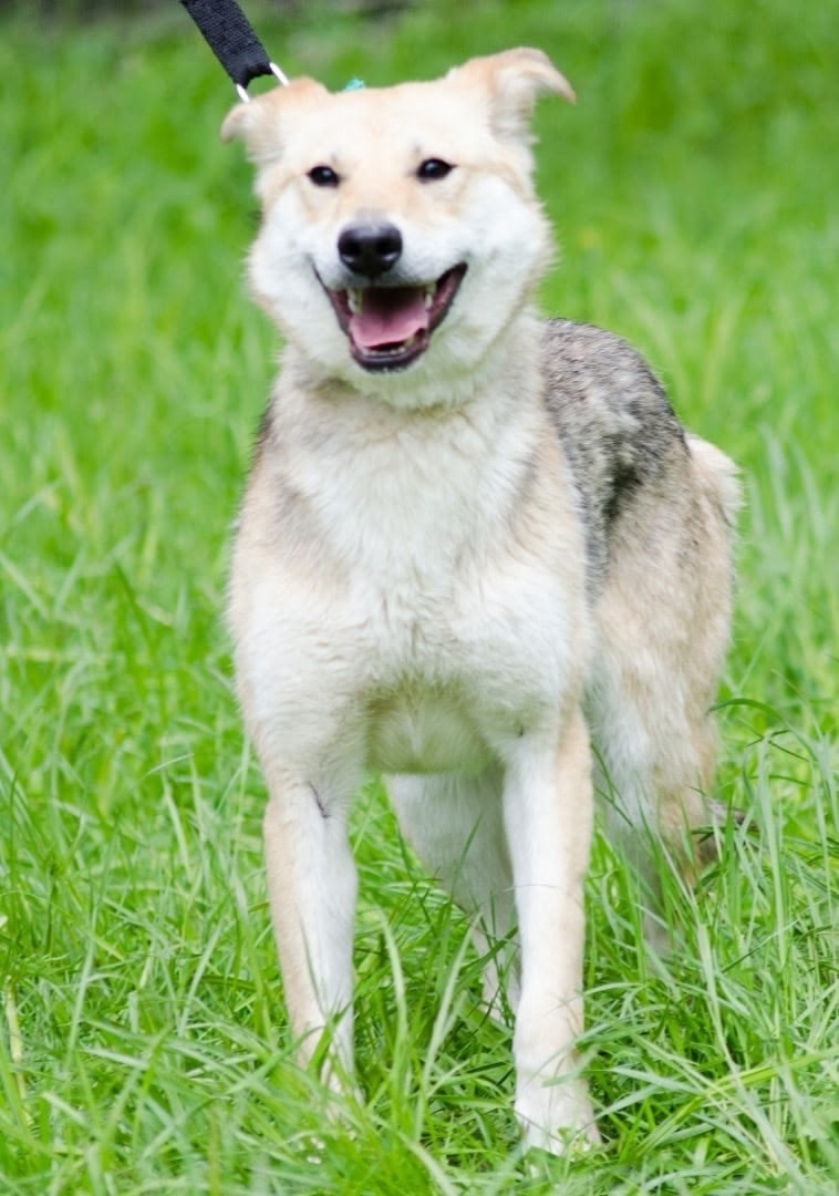 Пропала собака в Перми — фото объявления