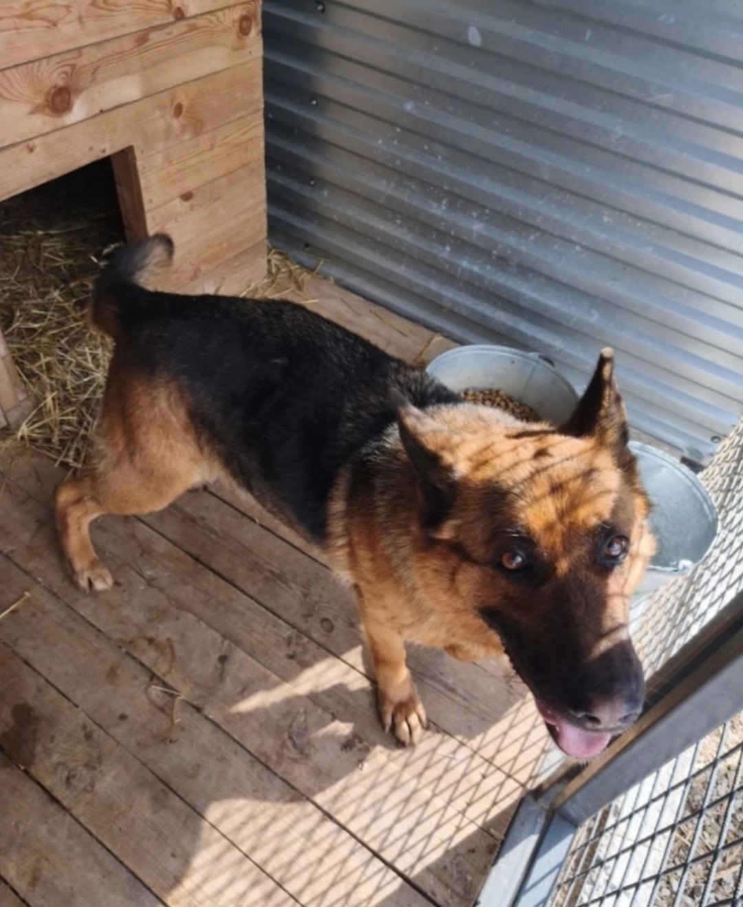 Пропала собака в Перми — фото объявления