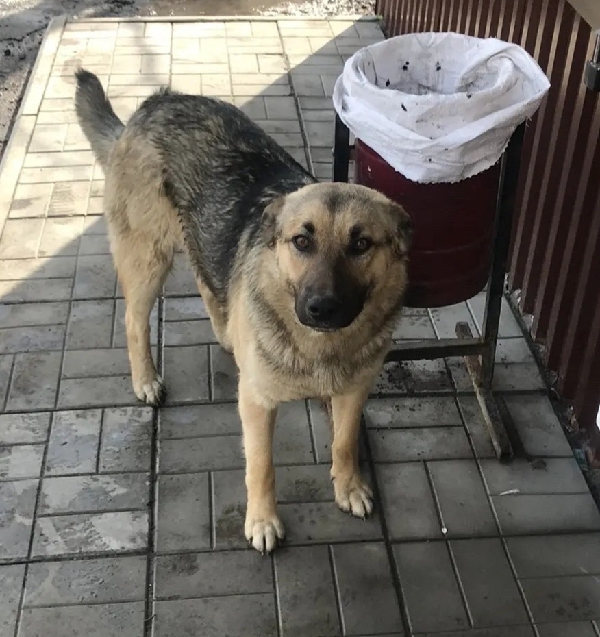 Пропала собака в Перми — фото объявления