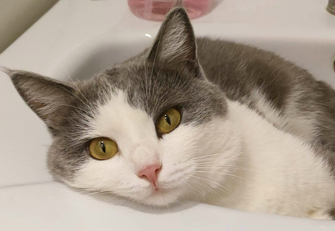 Пропала кошка в Перми — фото объявления