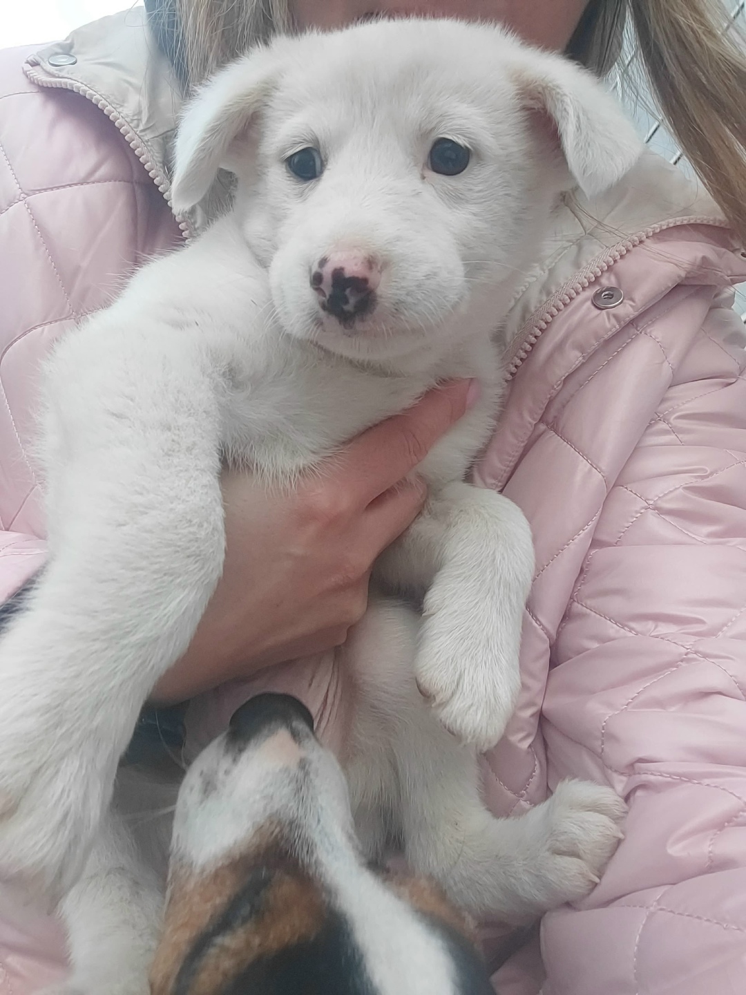 Найдена собака в Перми — фото объявления