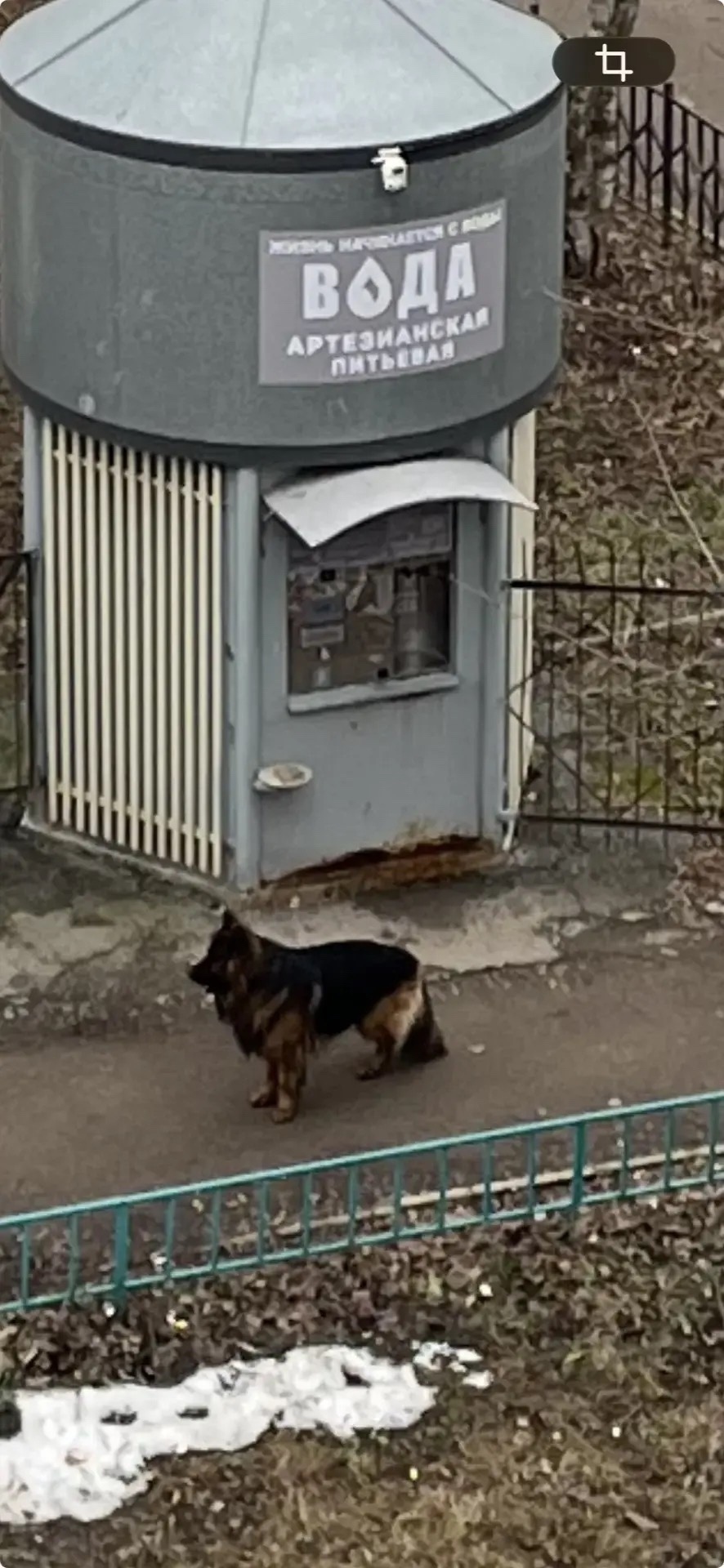 Найдена собака в Перми — фото объявления