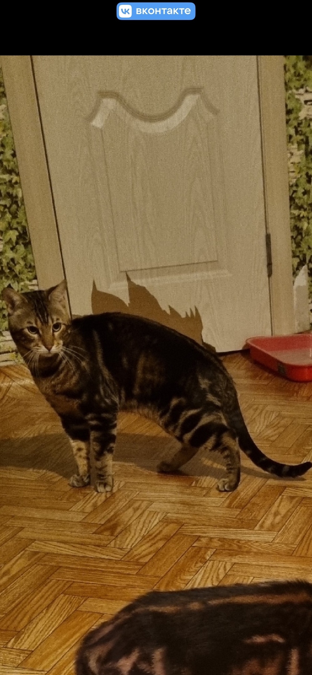 Пропала кошка в Перми — фото объявления