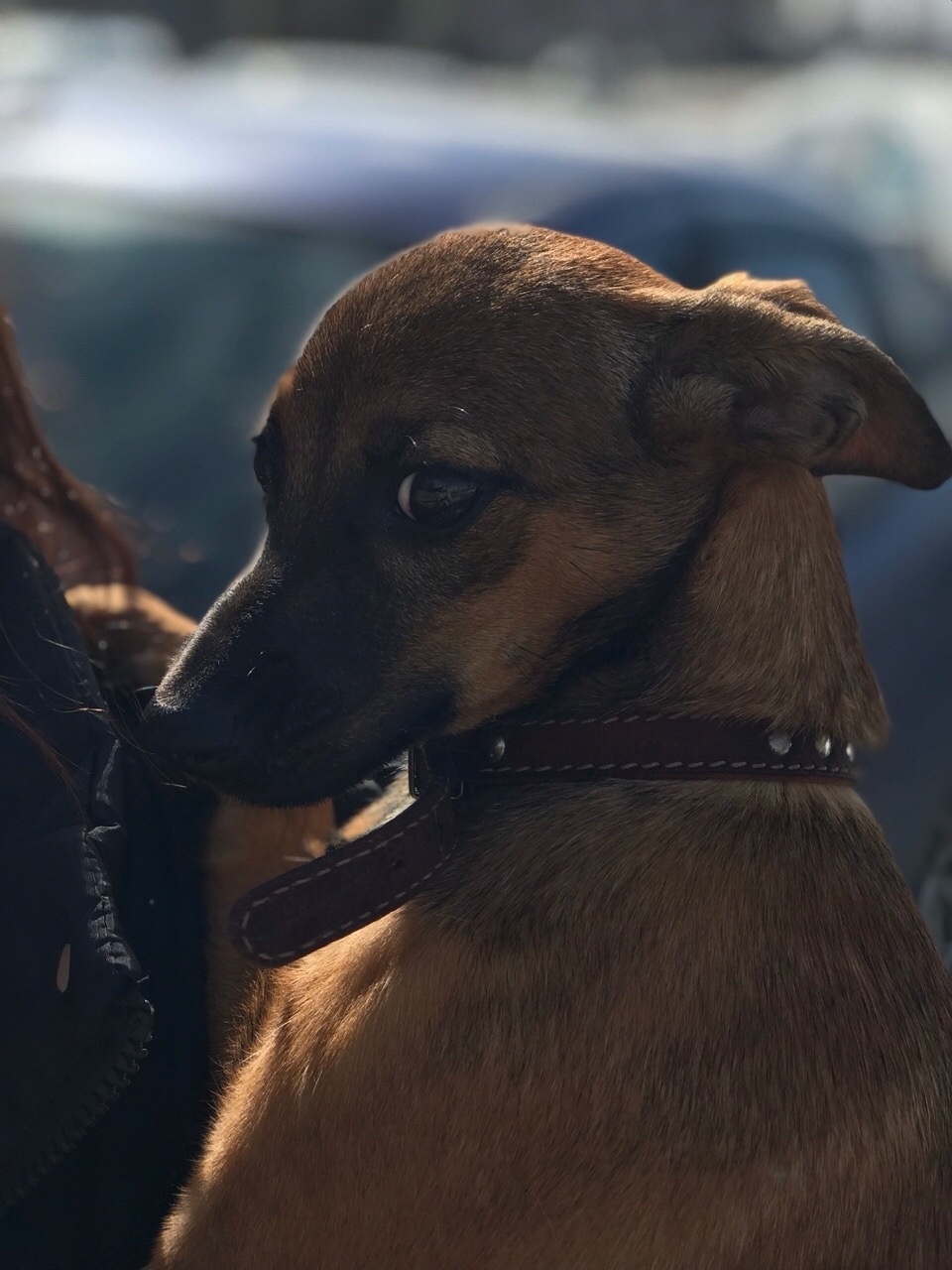 Найдена собака в Перми — фото объявления