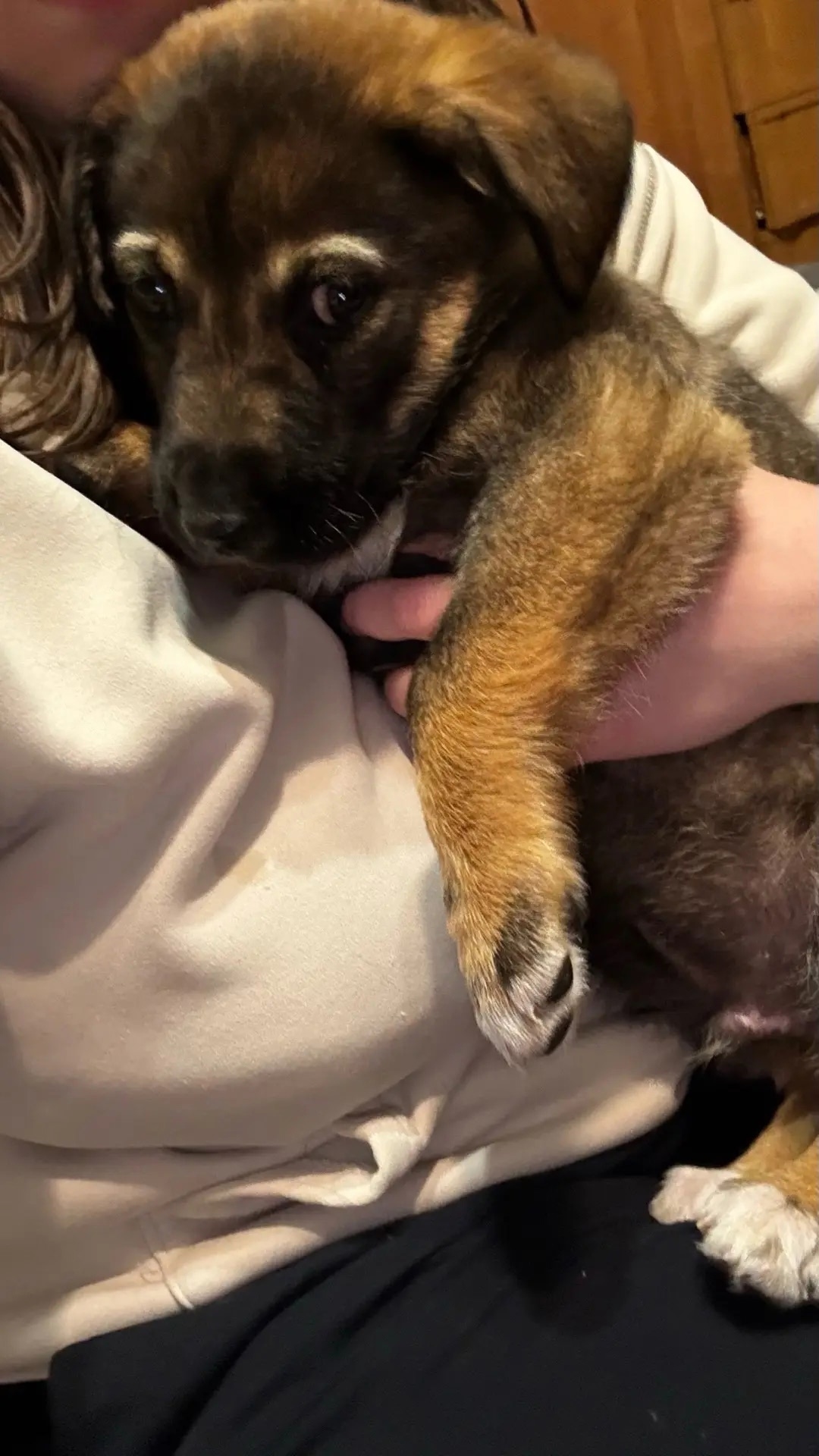 Найдена собака в Перми — фото объявления