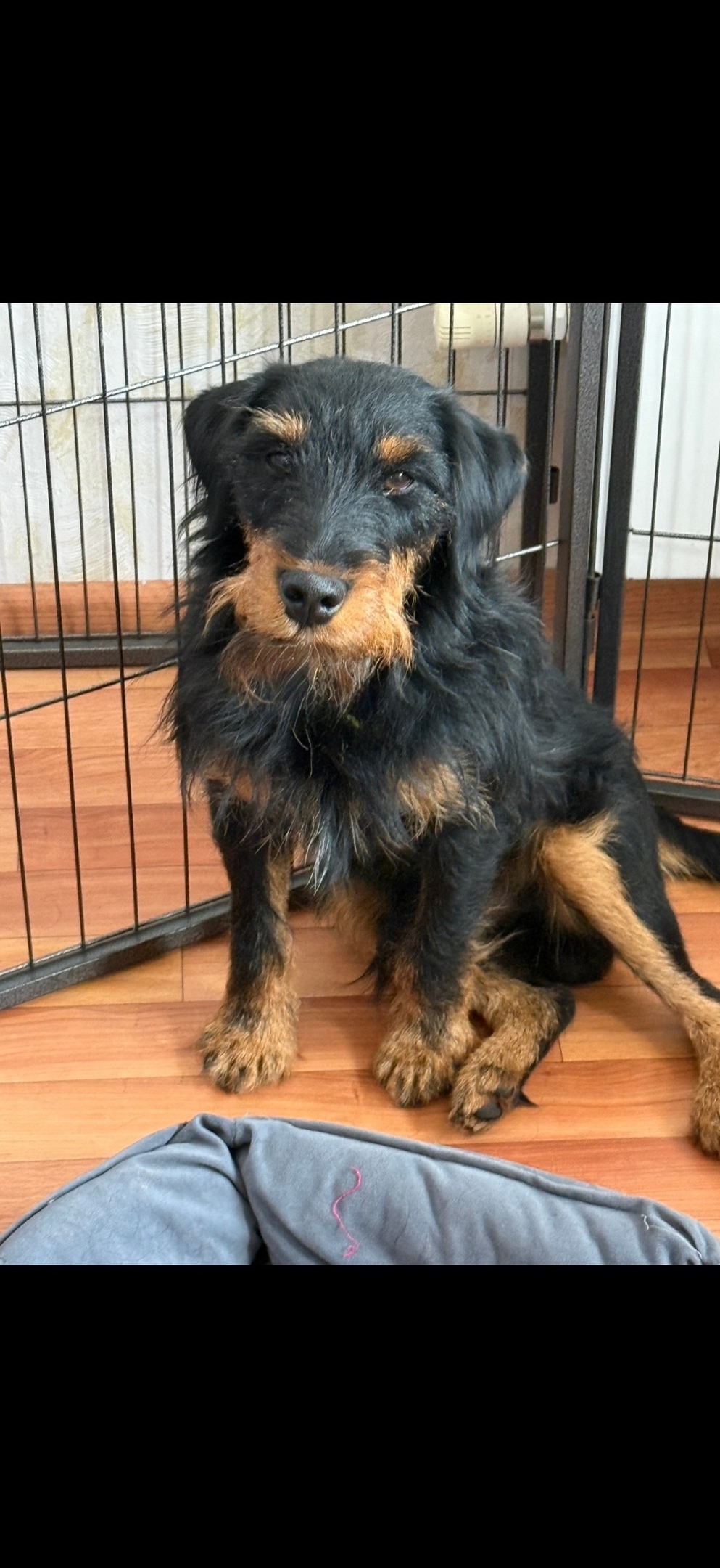 Пропала собака в Перми — фото объявления