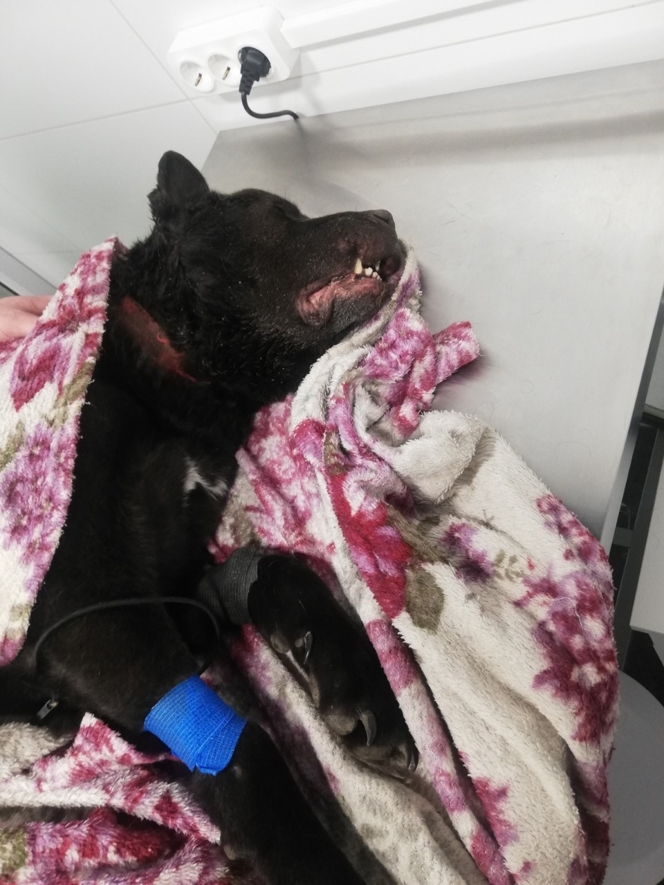 Найдена собака в Перми — фото объявления