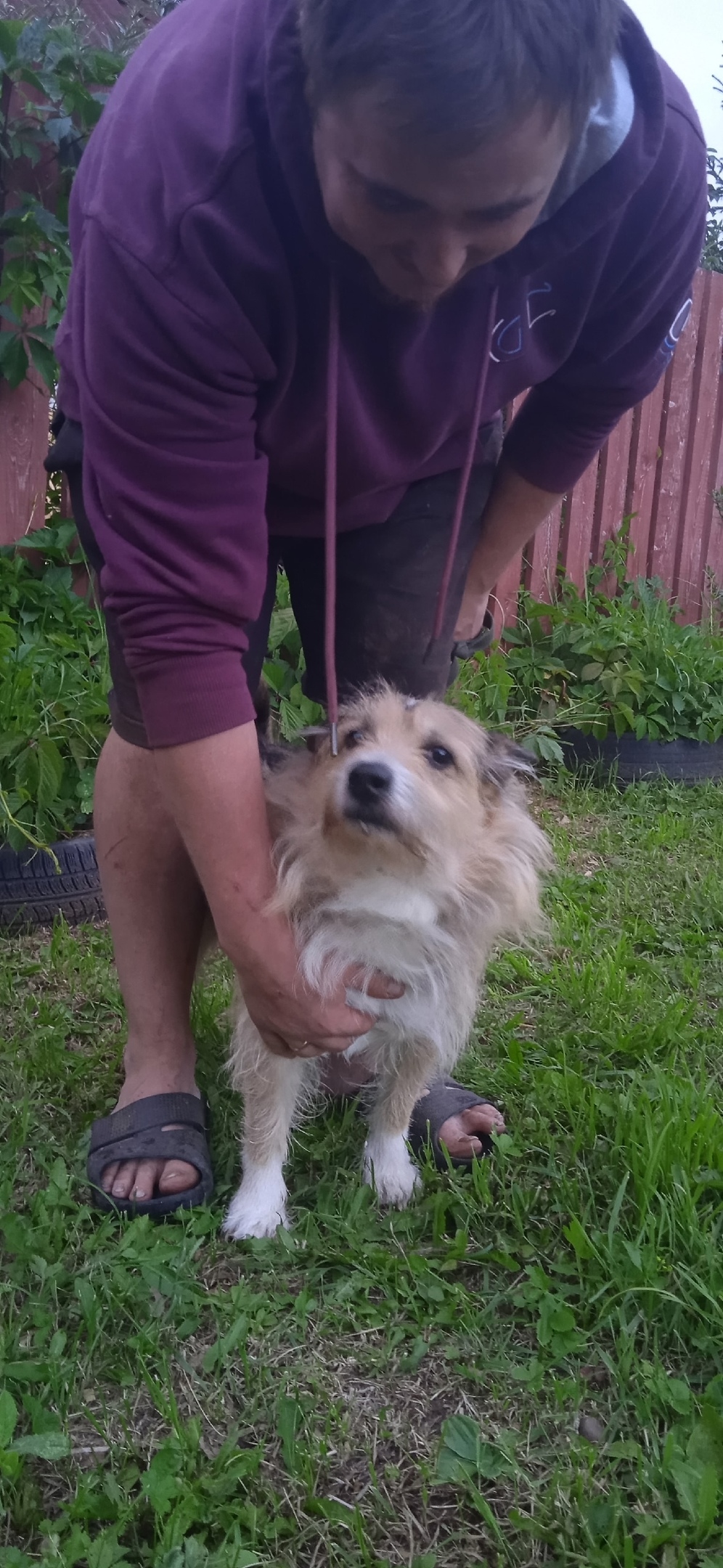 Найдена собака в Перми — фото объявления