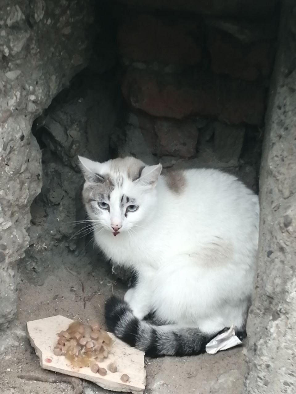 Найдена кошка в Перми — фото объявления