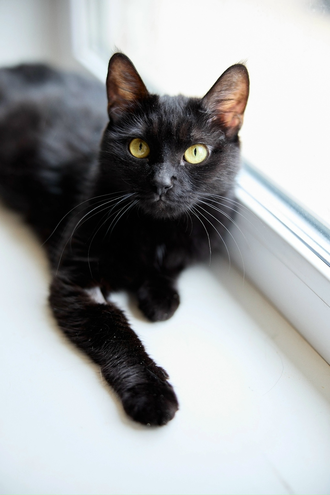 Найдена кошка в Перми — фото объявления