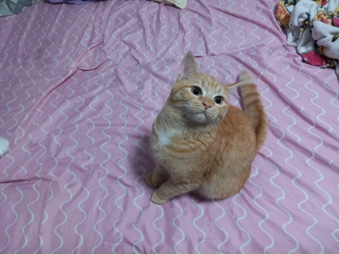 Пропала кошка в Перми — фото объявления