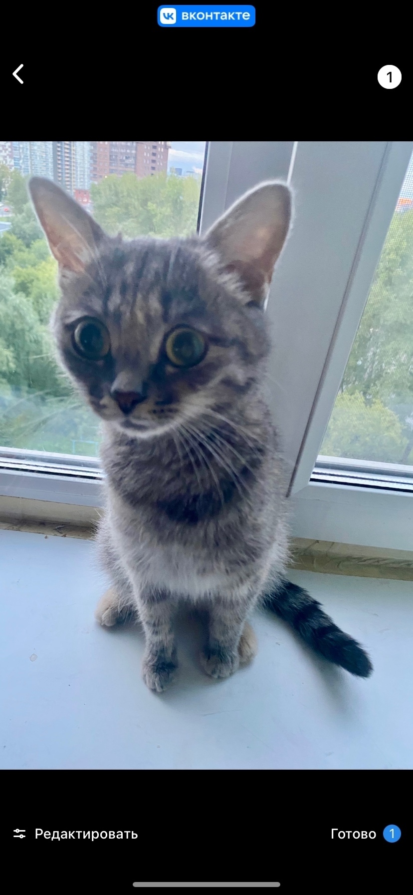 Пропала кошка в Перми — фото объявления