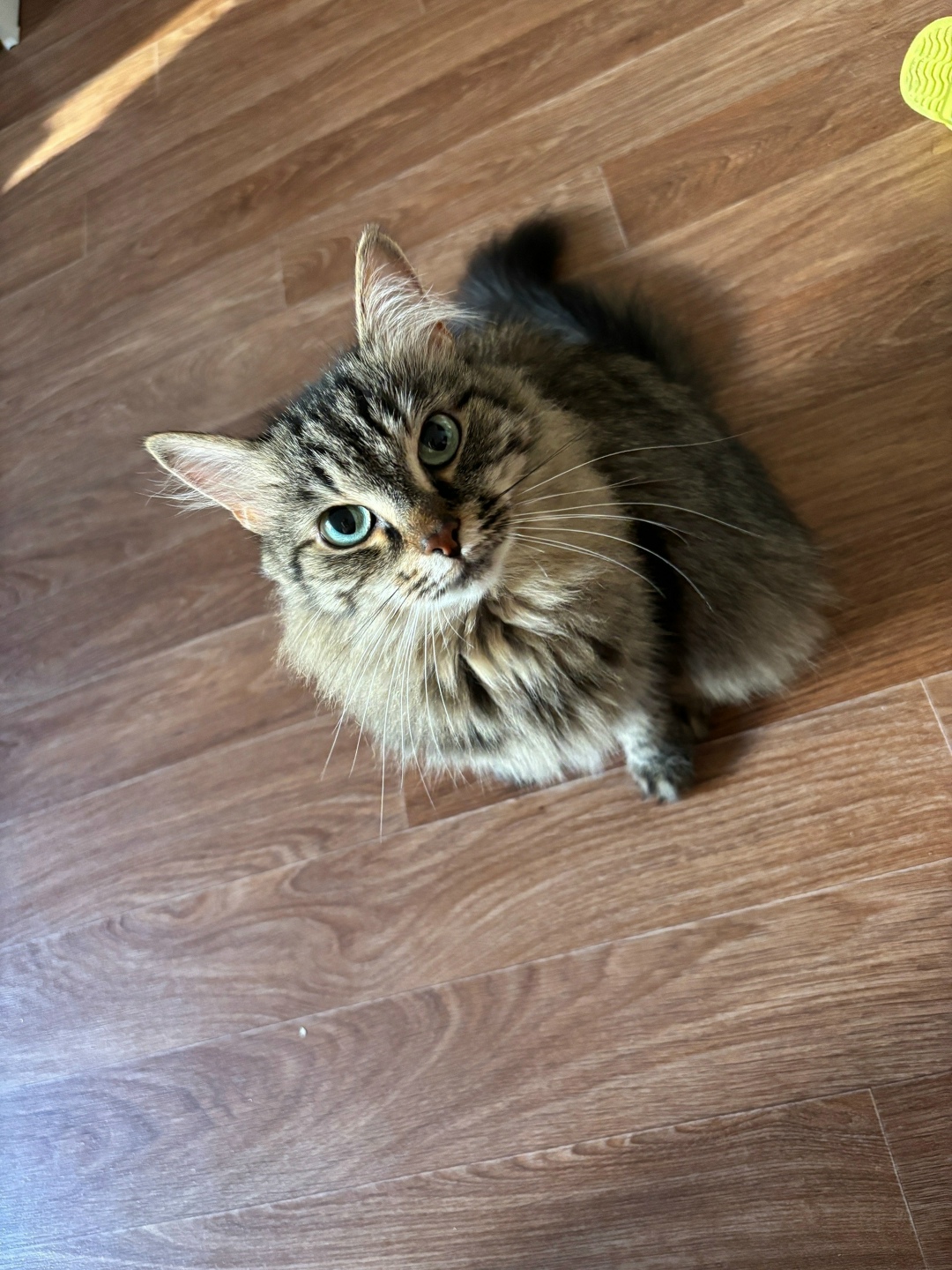 Пропала кошка в Перми — фото объявления