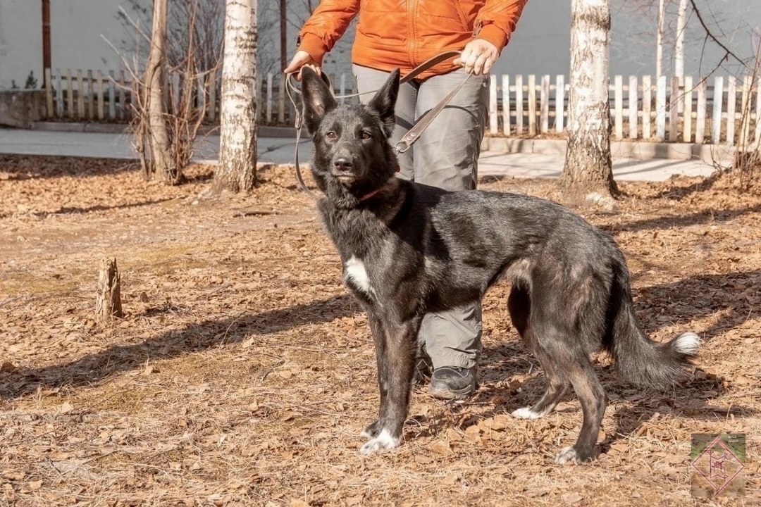 Пропала собака в Перми — фото объявления