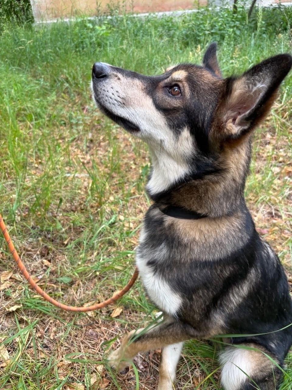 Найдена собака в Перми — фото объявления