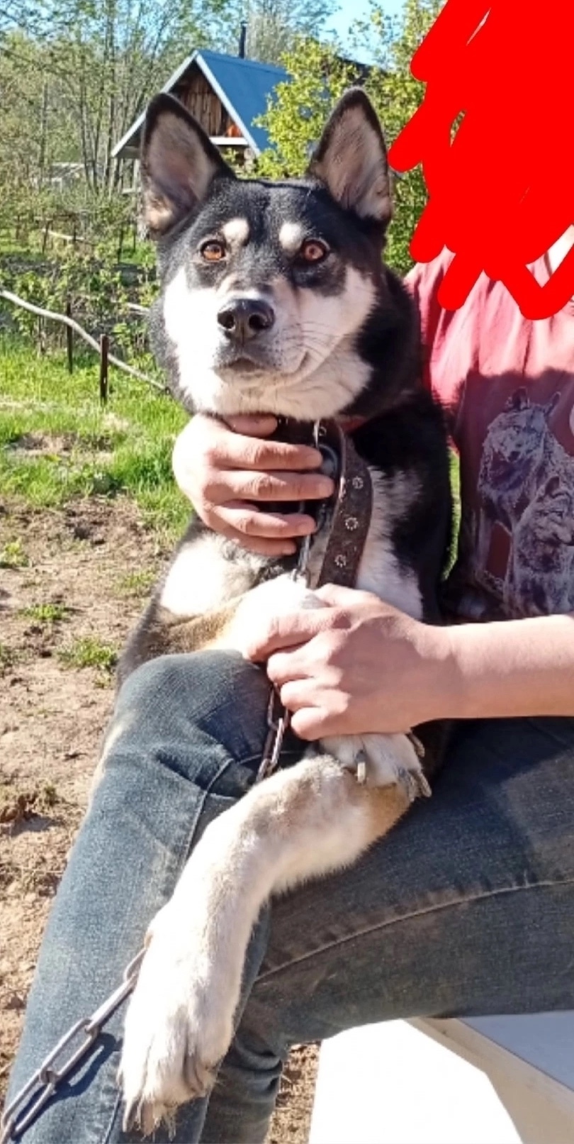 Пропала собака в Перми — фото объявления