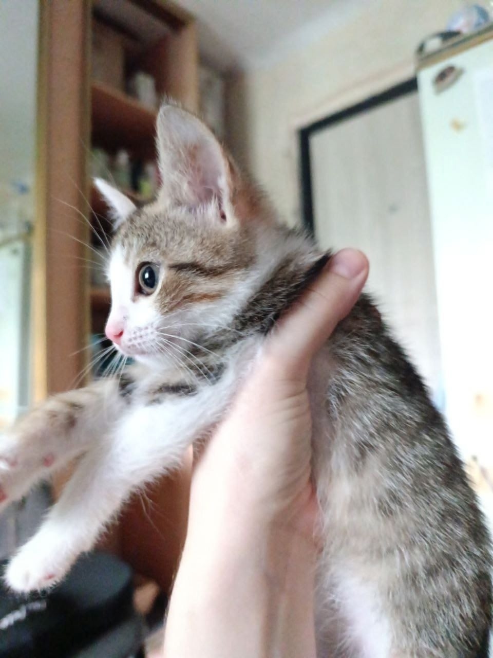 Найдена кошка в Перми — фото объявления