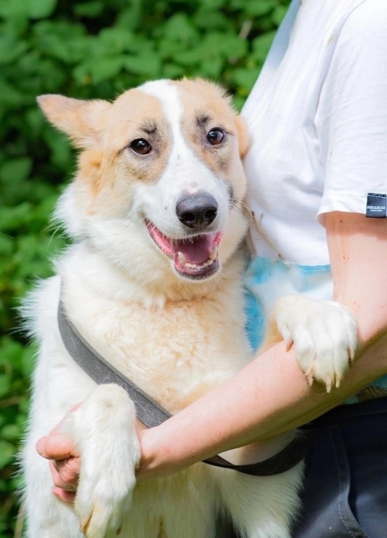 Пропала собака в Перми — фото объявления