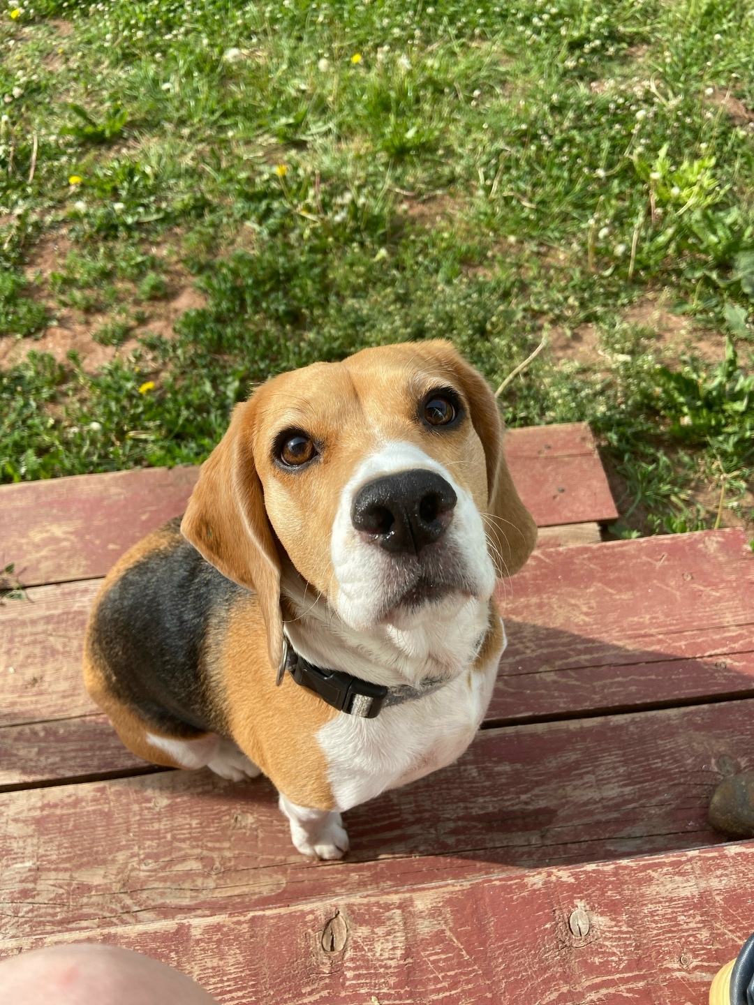 Пропала собака в Перми — фото объявления