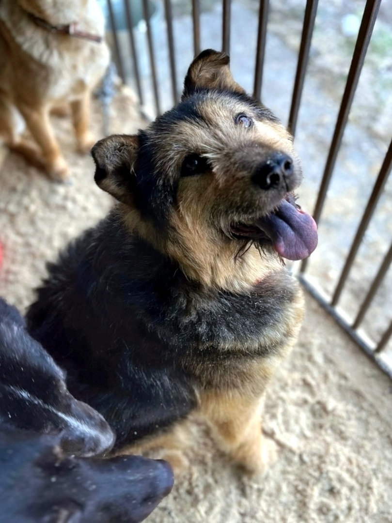 Найдена собака в Перми — фото объявления