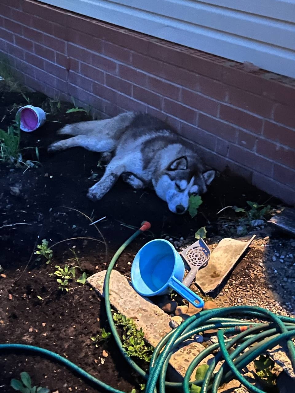 Пропала собака в Перми — фото объявления