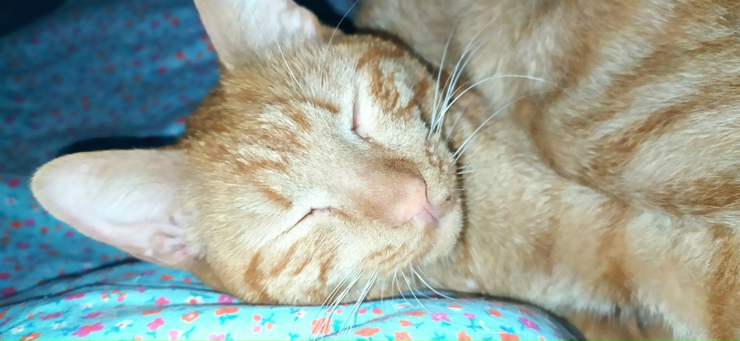 Найдена кошка в Перми — фото объявления