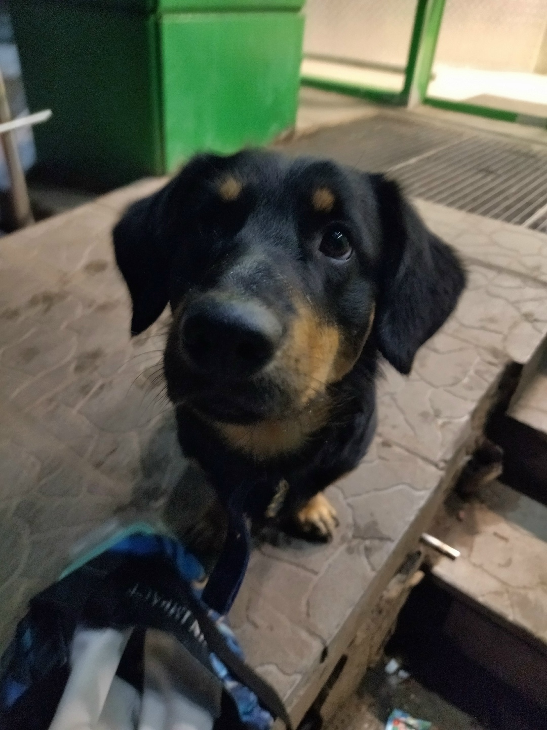 Пропала собака в Перми — фото объявления