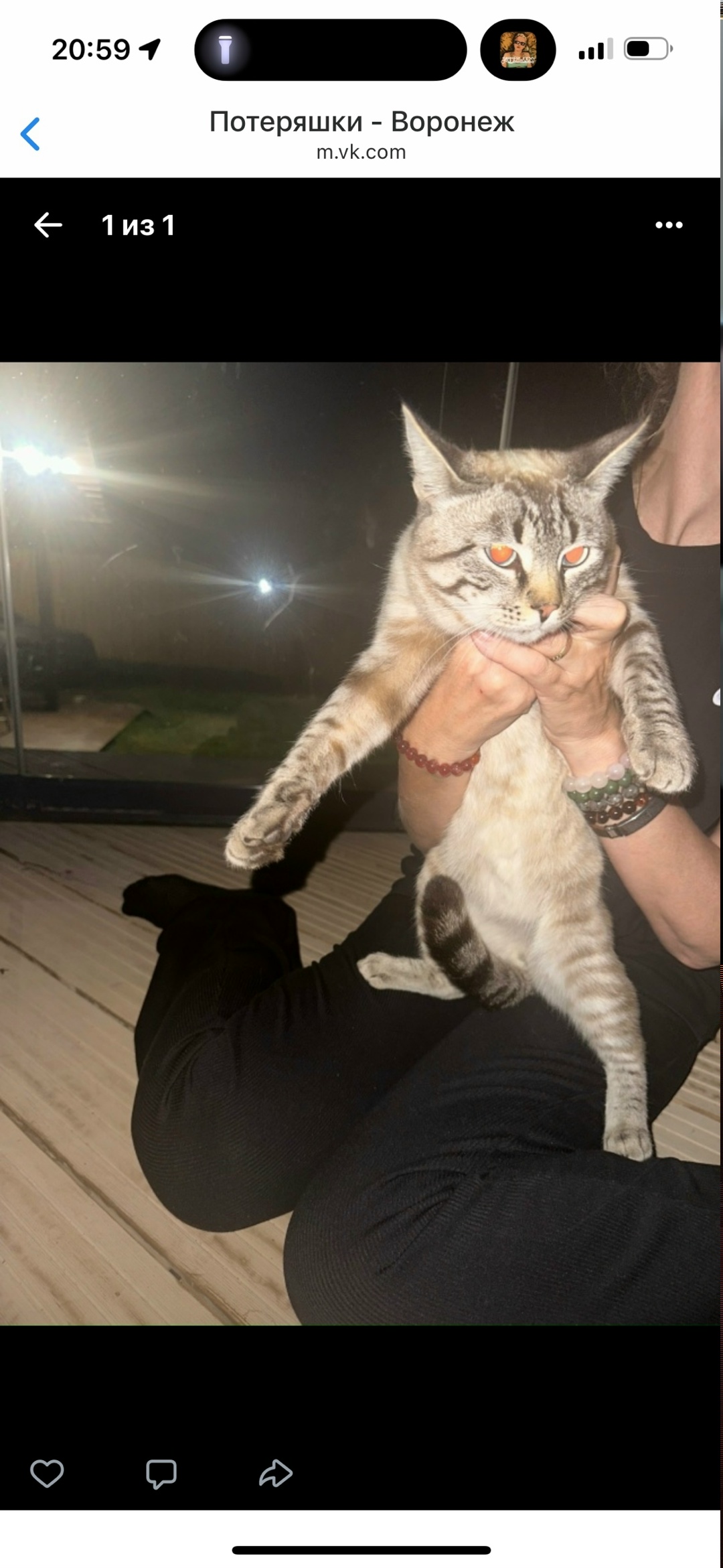 Найдена кошка в Воронеже — фото объявления