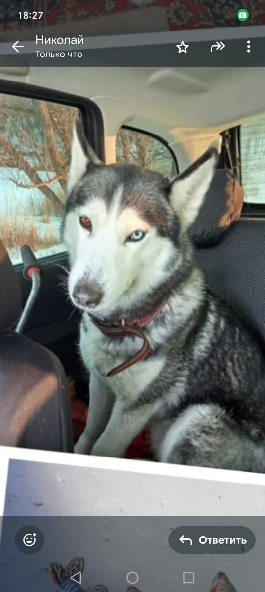 Пропала собака в Воронеже — фото объявления