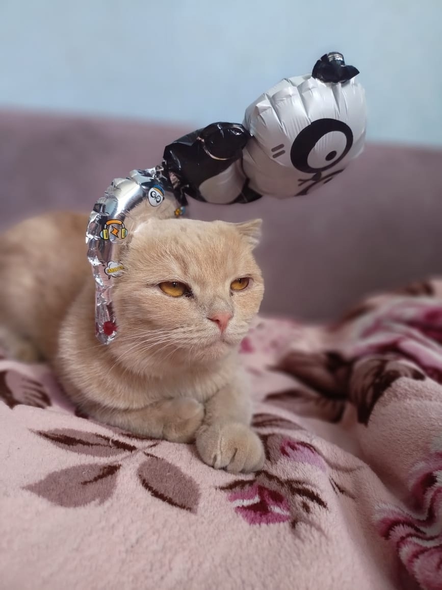 Пропала кошка в Воронеже — фото объявления