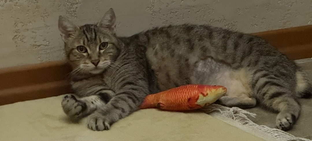 Пропала кошка в Воронеже — фото объявления