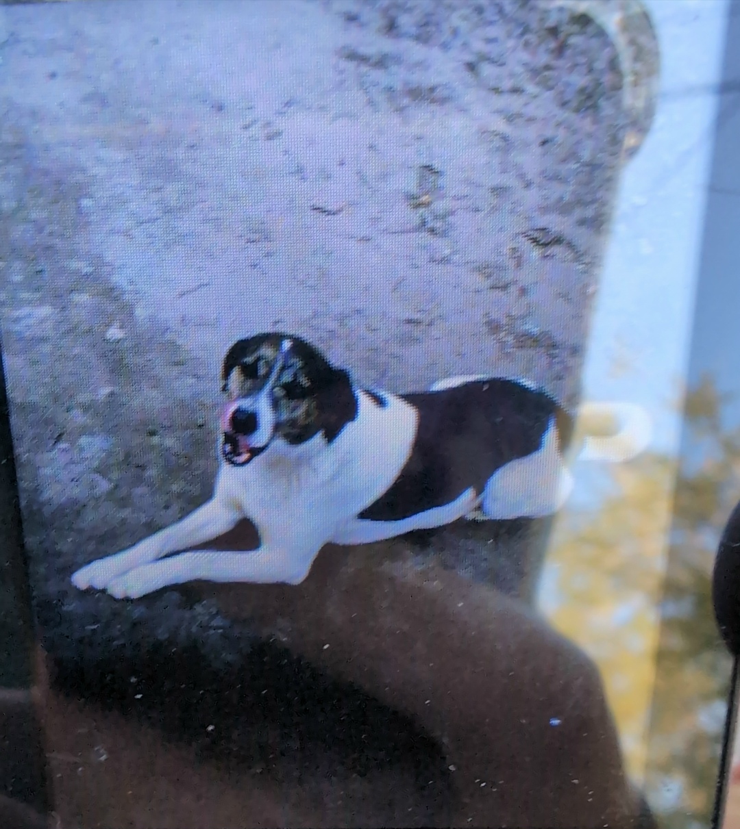 Пропала собака в Воронеже — фото объявления