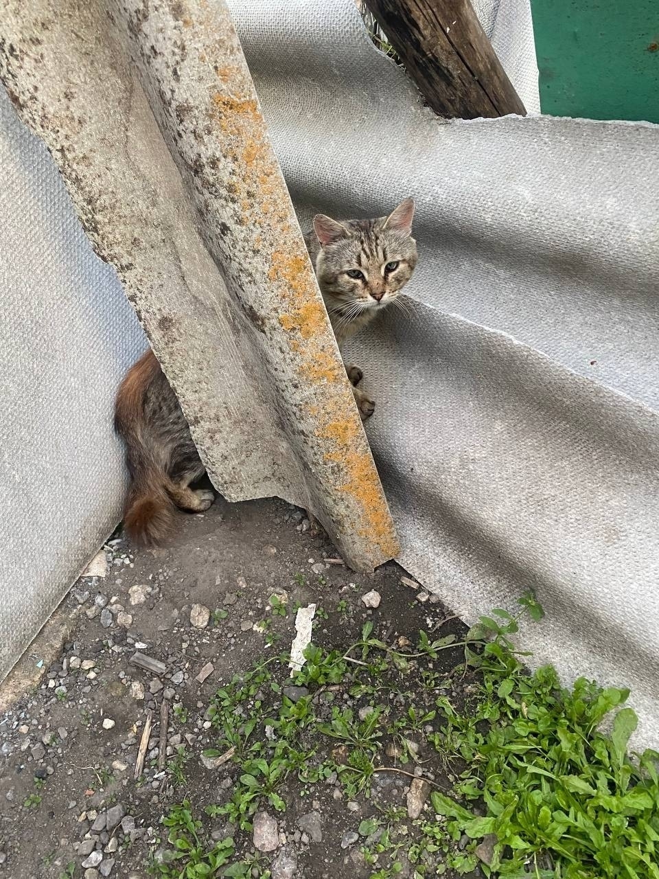 Пропала кошка в Воронеже — фото объявления