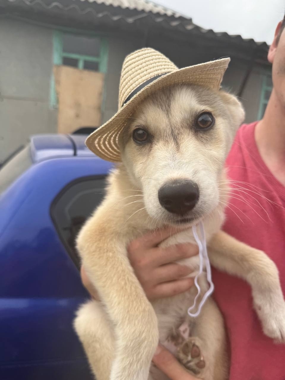 Найдена собака в Воронеже — фото объявления