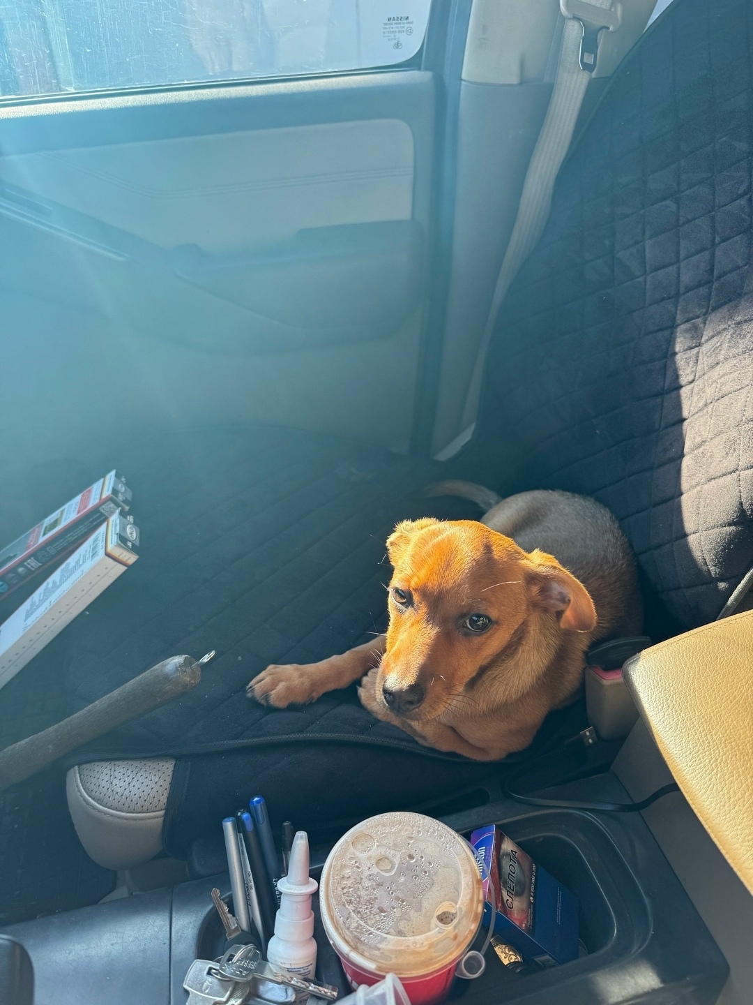 Найдена собака в Воронеже — фото объявления