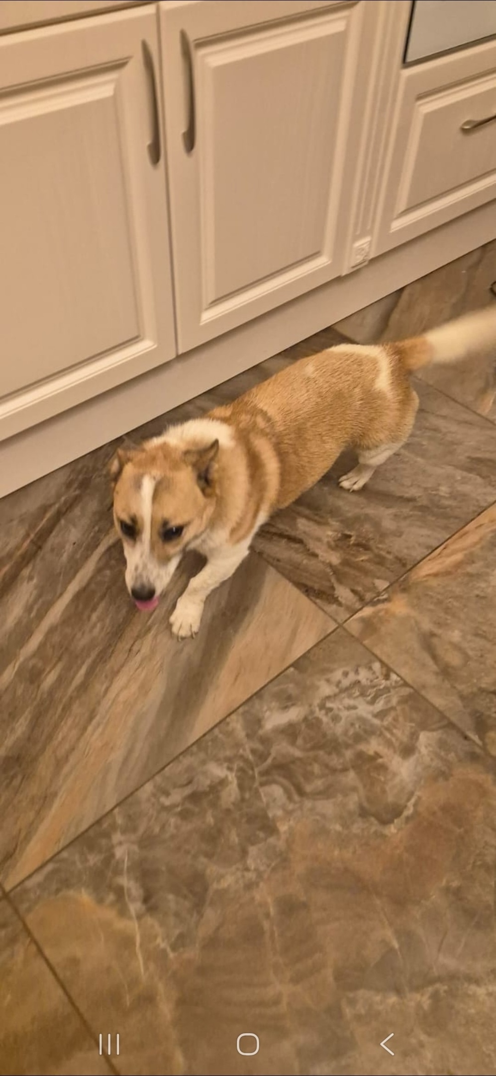 Найдена собака в Воронеже — фото объявления