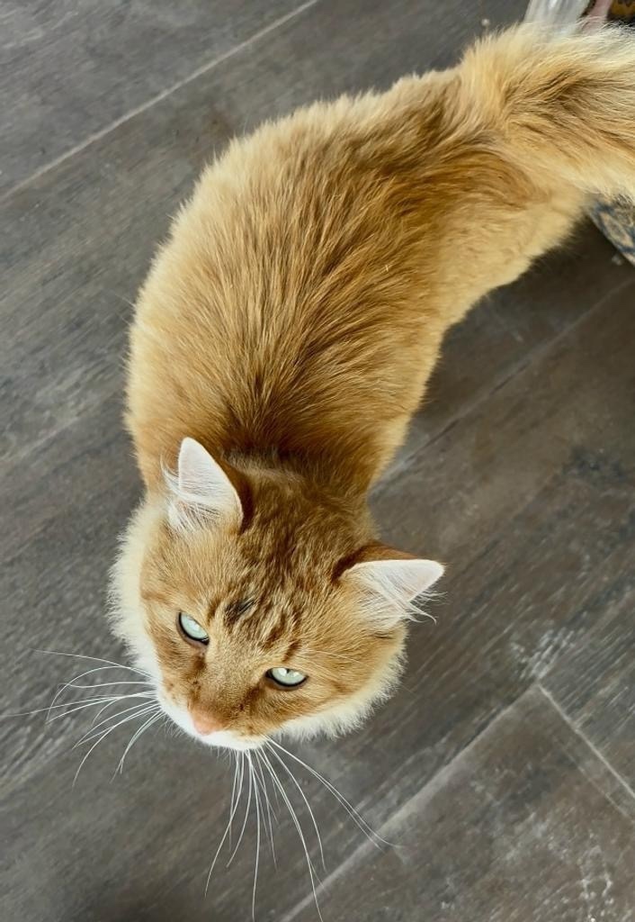 Найдена собака в Воронеже — фото объявления