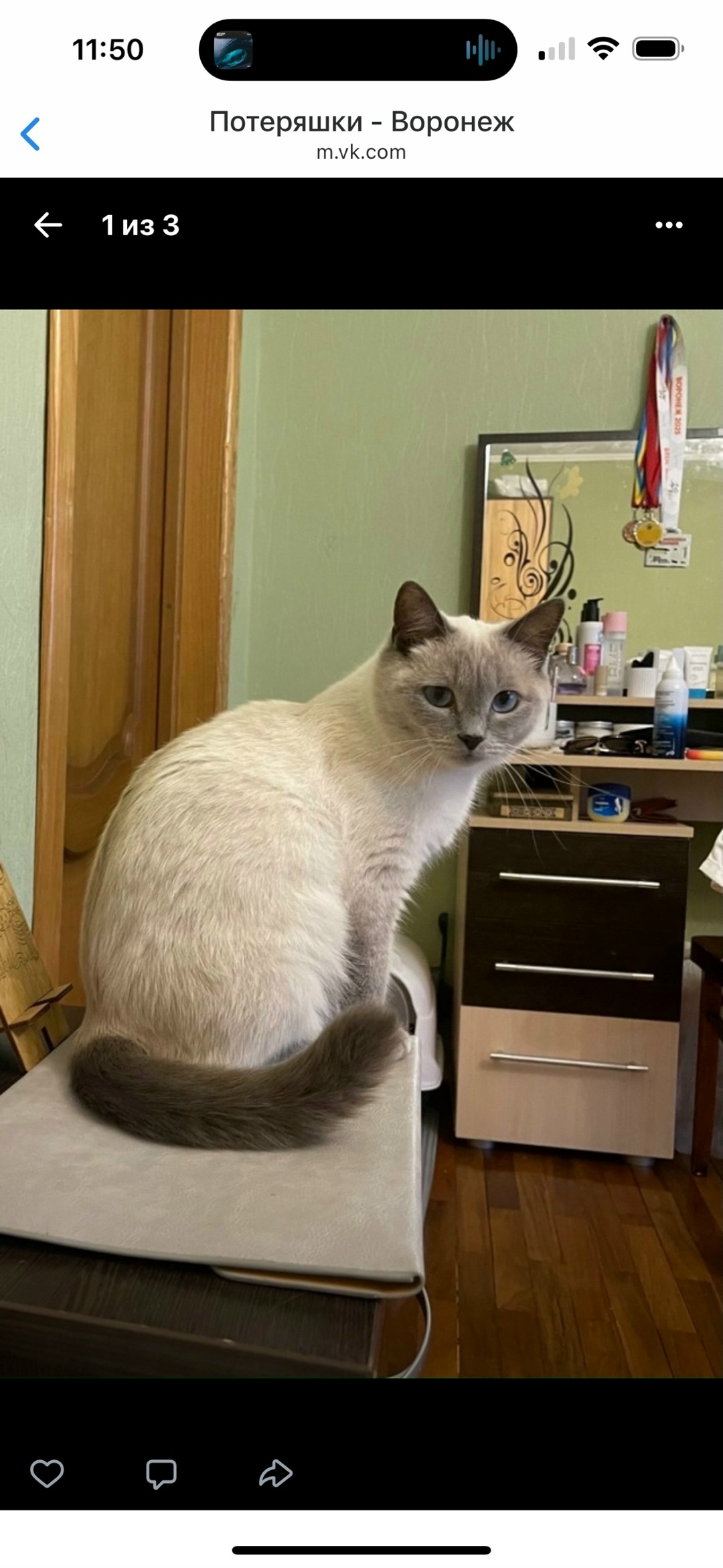 Пропала кошка в Воронеже — фото объявления