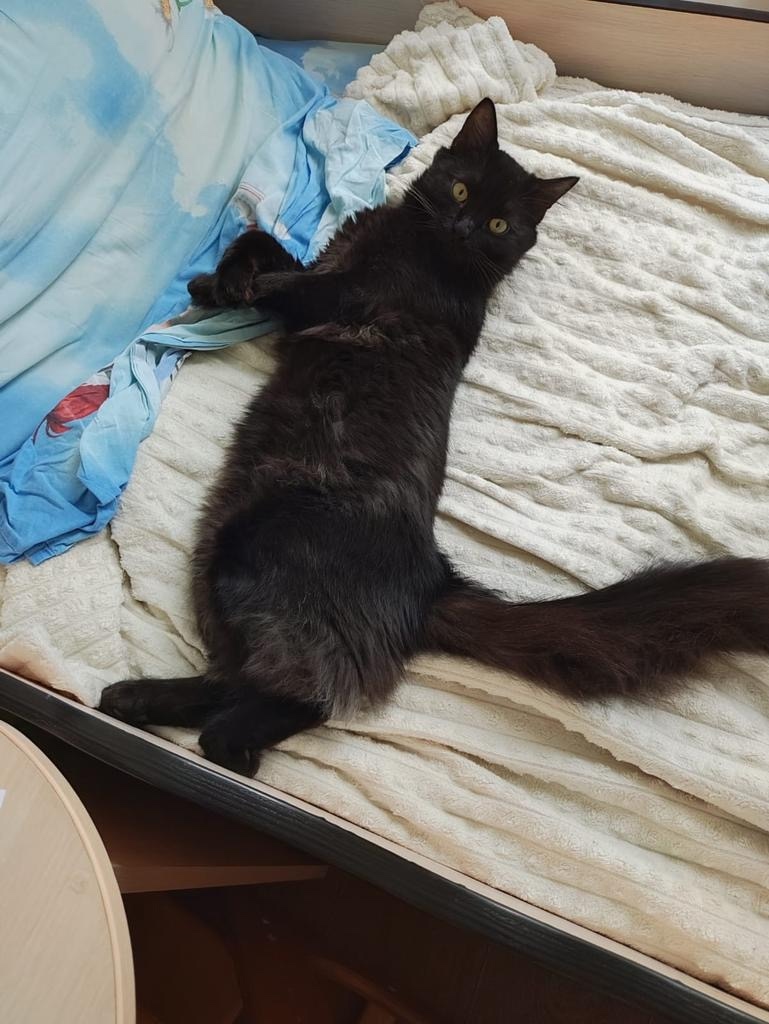 Пропала кошка в Воронеже — фото объявления